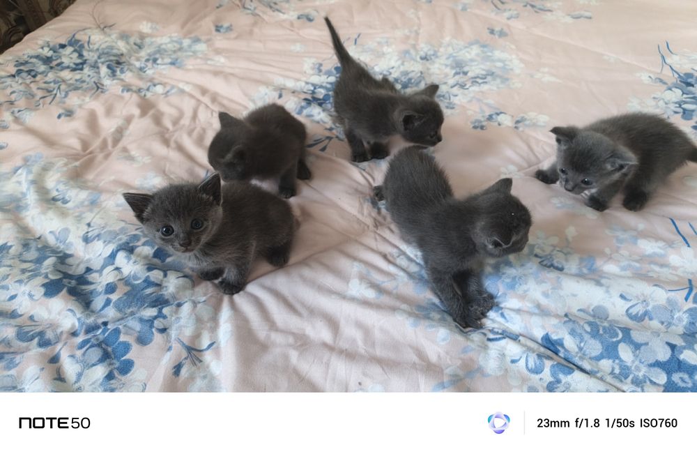 Отдам котят в добрые руки.