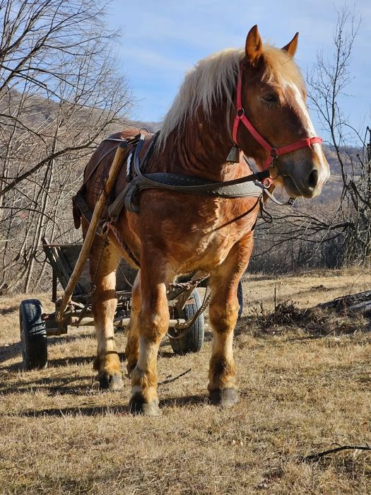 Iapă și armăsar de vânzare