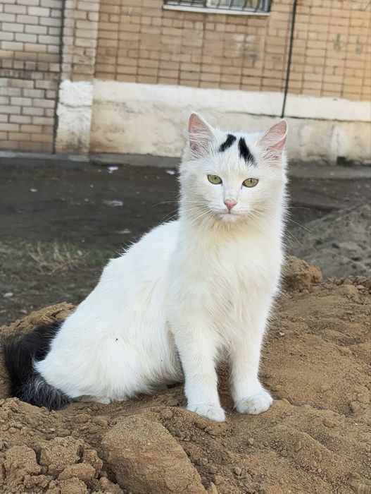 Отдаются в добрые руки две кошки