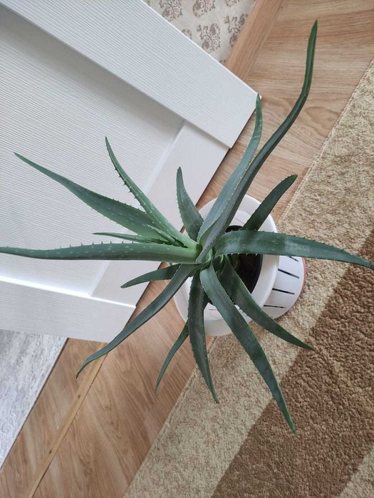 Алоэ крупное по 3000