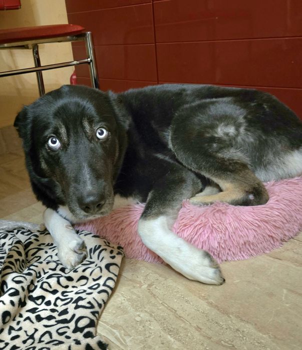 Catelusa unica adoptie