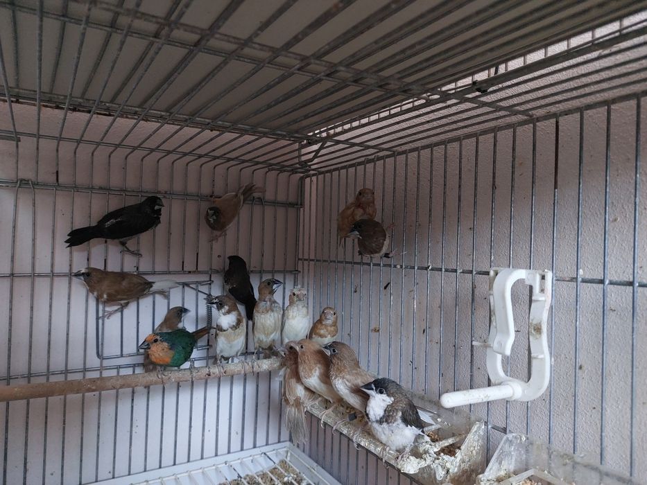 Продавам амадини