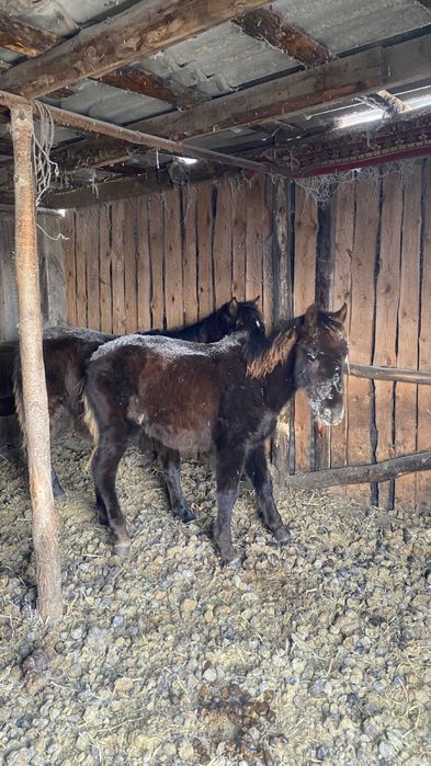 Продам лошодей ( жабагы )