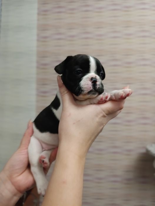 Щенки французский бульдог