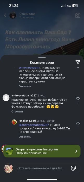 Щенки итальянского кане-корсо
