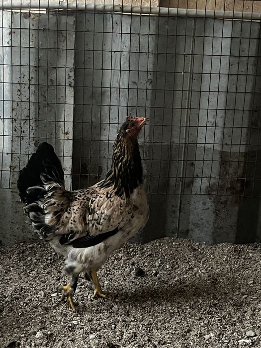 Ассалаумағалейкум