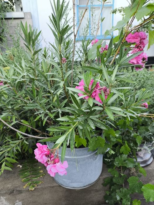 Продается Алеандра цветы