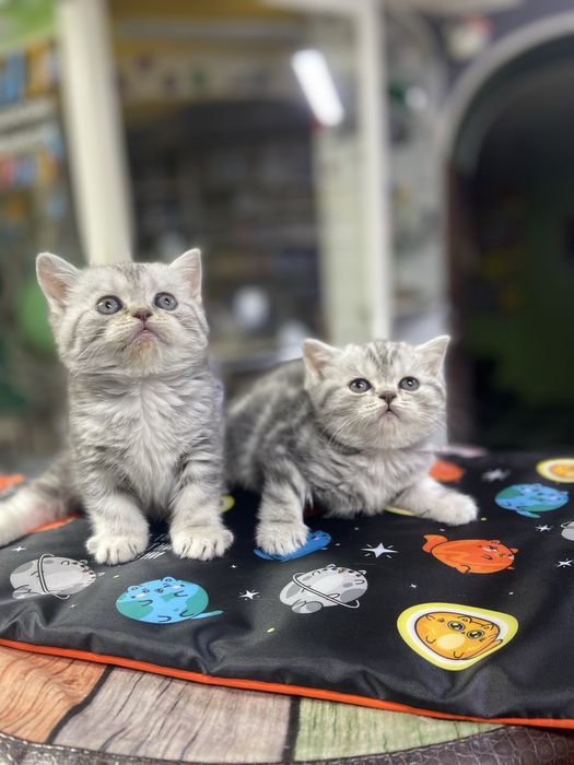 Котята британцы из питомника!