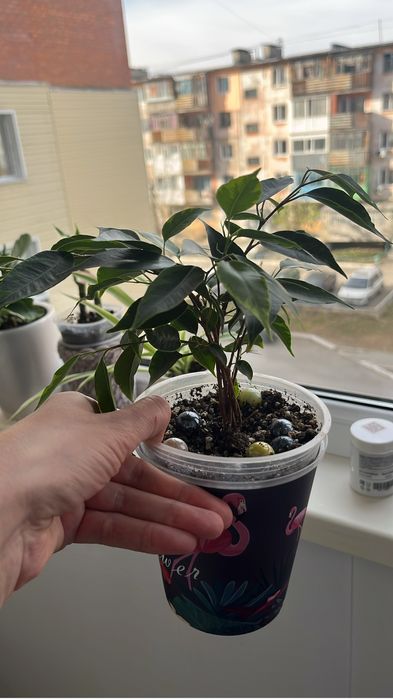 Фикус бенджамина вариегатный.