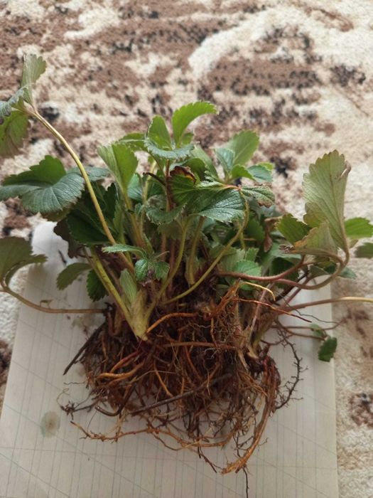 Саженцы клубники , сентябринки цветы