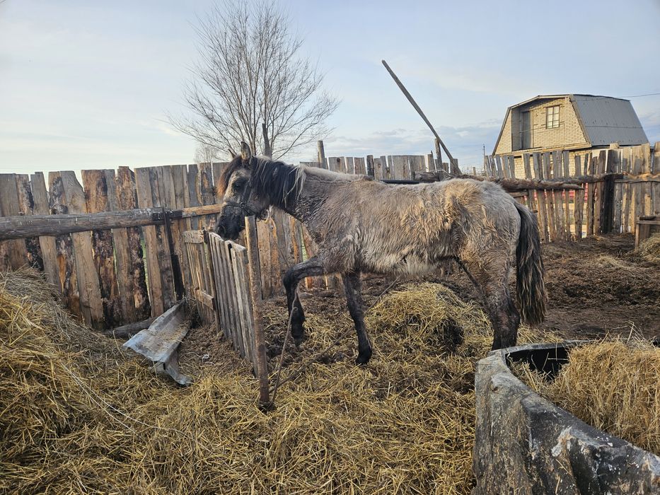 Продам жеребчика