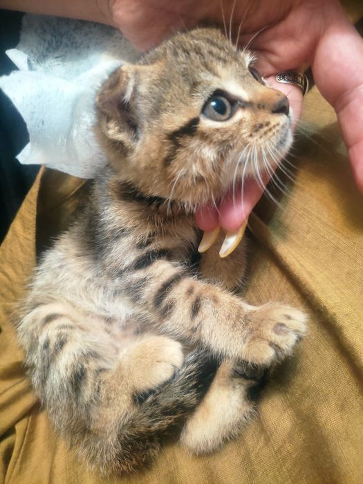 Продам веслоухих котят