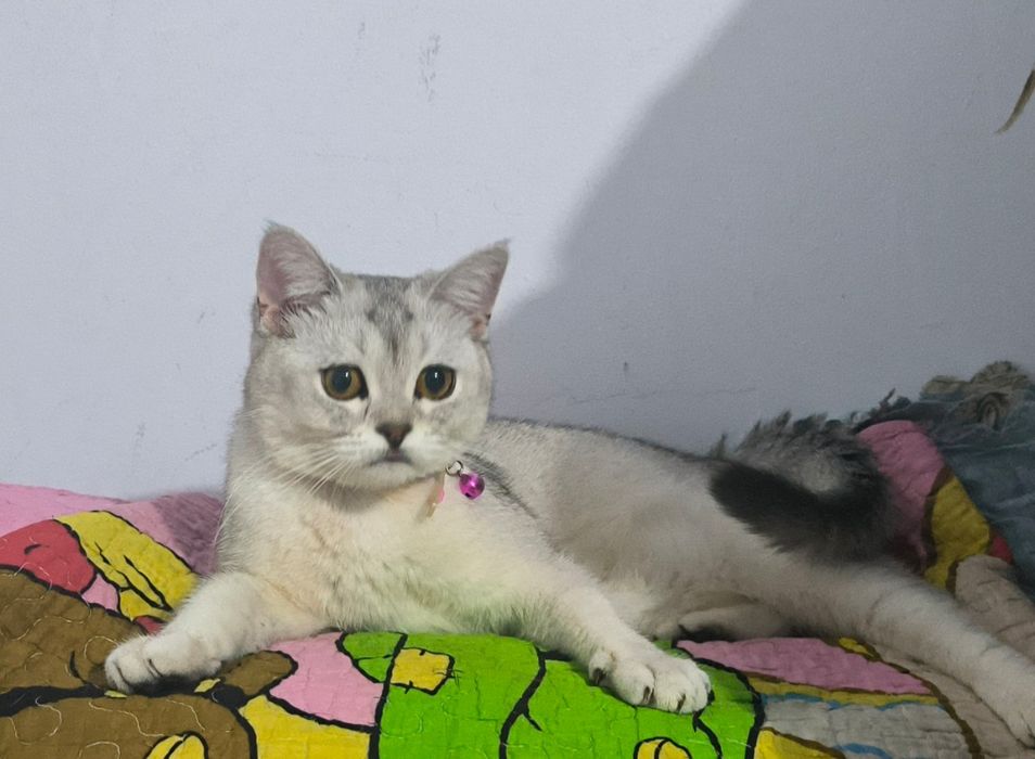 Серебряная шиншилла скоттиш страйт