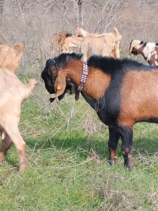 Продавам англонубииски пръч