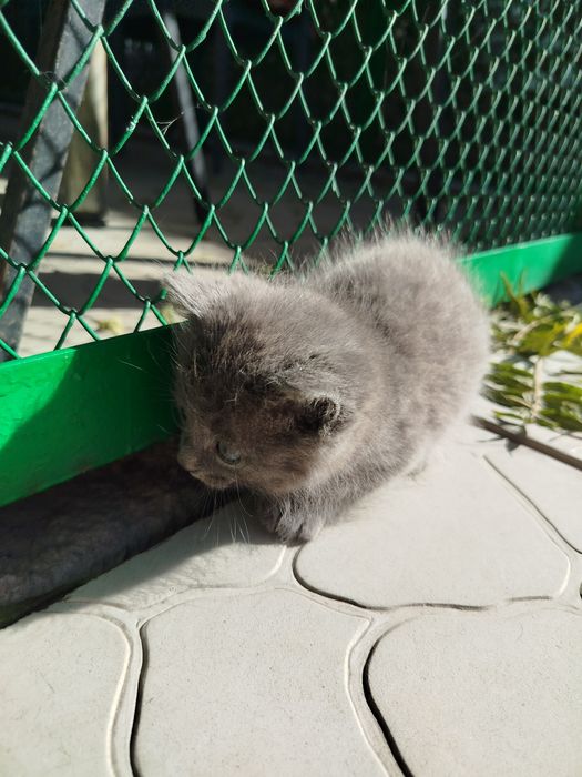 Отдам котёнка, мальчик