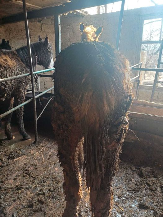 Продается  жеребцы