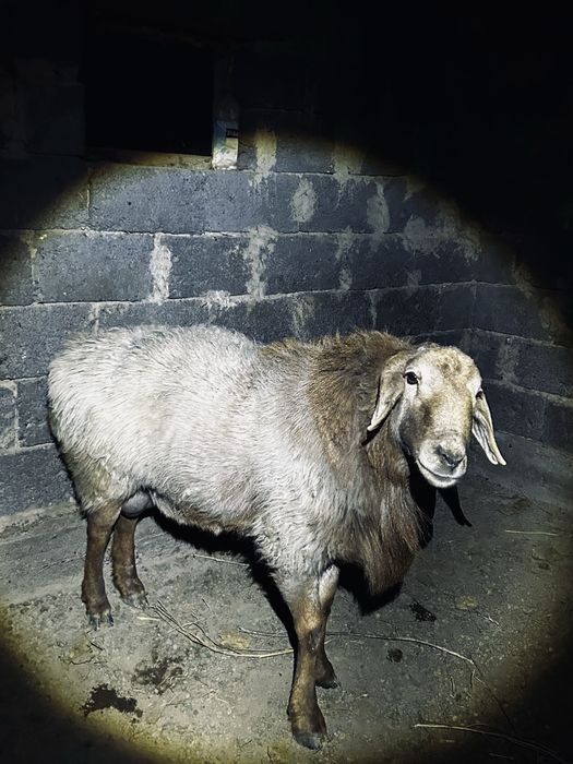 Қошқар сатылады*