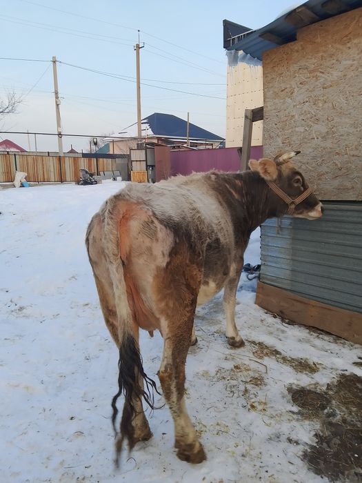 Сиыр сатылады буаз