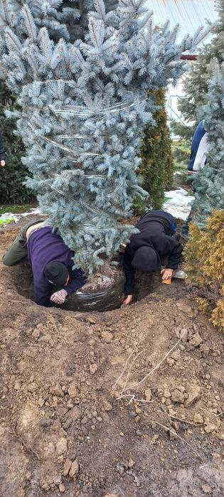 Пересадка деревьев профессионально