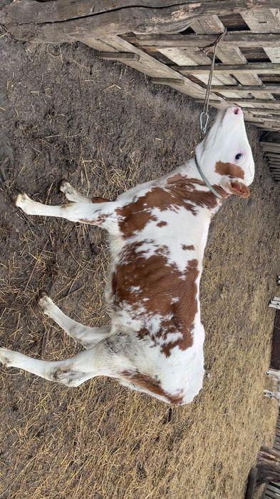 De vânzare vițică bălțată românească