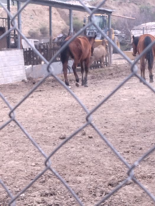 Құнан сатылады жақсы