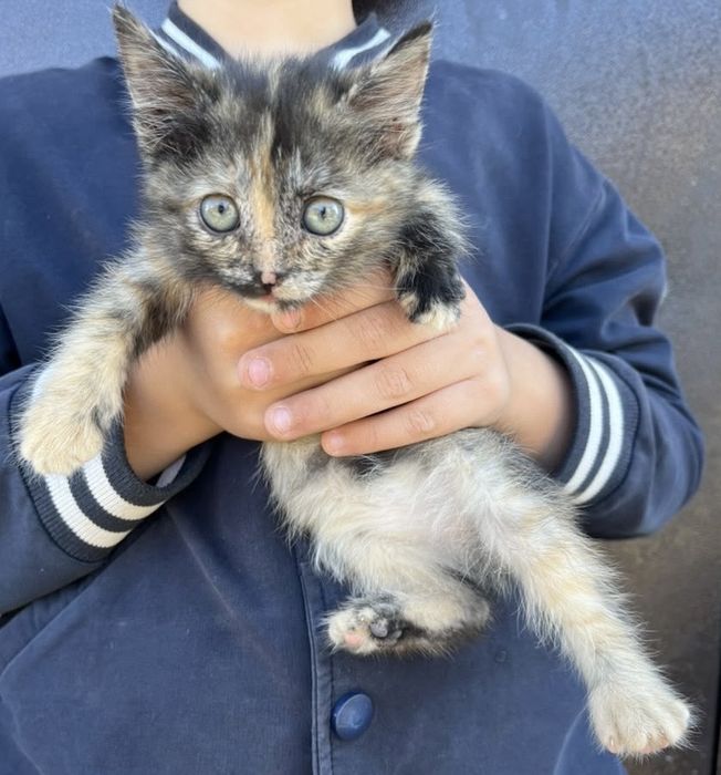 Отдам котят в добрые руки