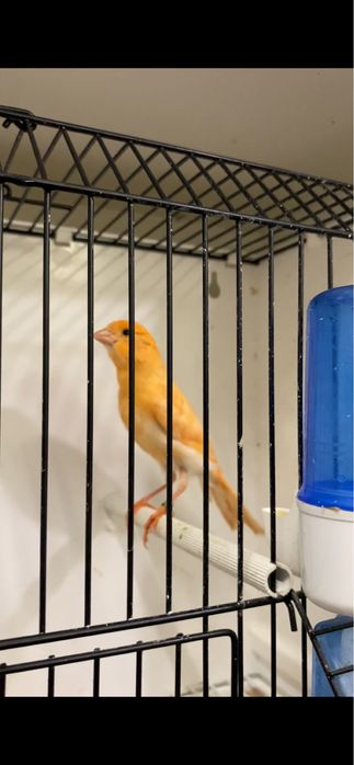 Canari de vanzare
