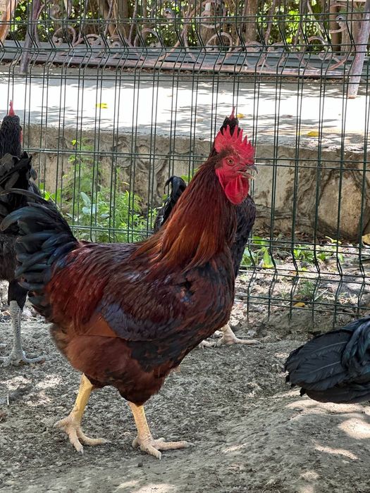 Хорозлар сотилади