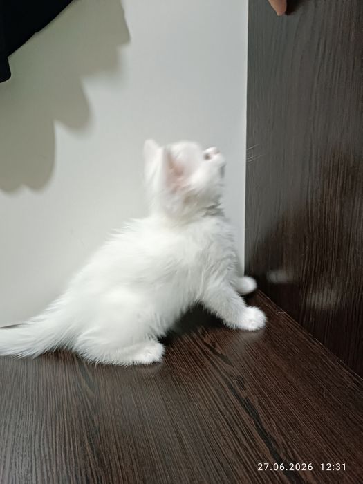 Oppoqqina (qiz bola) straychaa srochna sotiladi