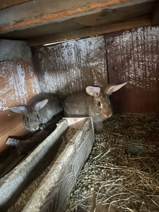 Продам кроликов разных возрастов