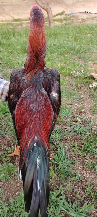 Дакан хороз сотилади