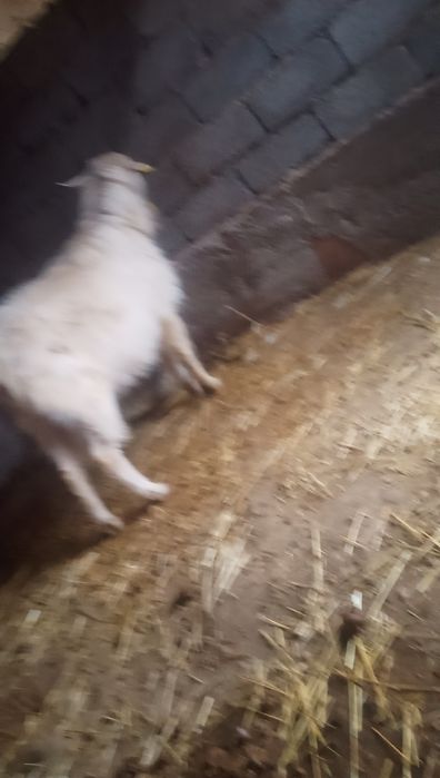 Теке сатылады срочна