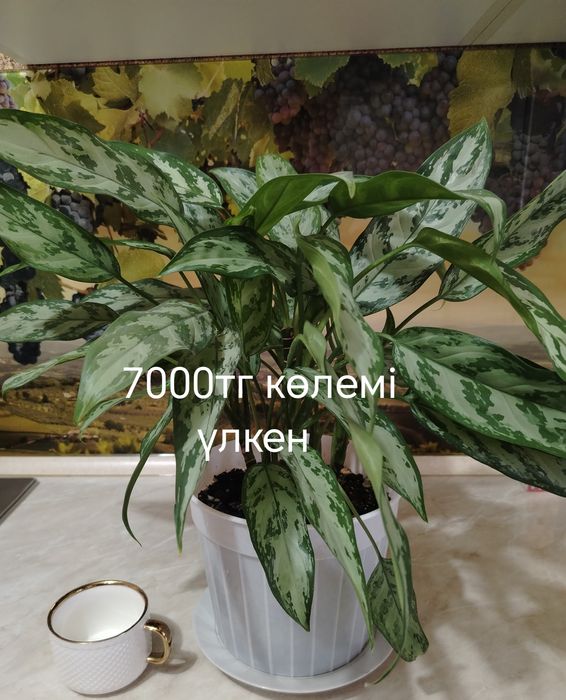 Гүлдер сатылады..