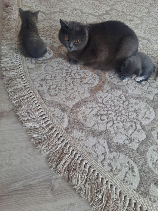 Котята в добрые руки!