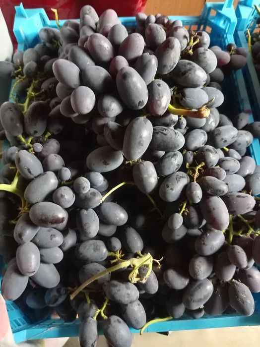 Продам саженцы винограда!