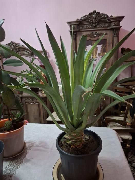 Gul Uy ishxona ofis kalidorlar uchun gul