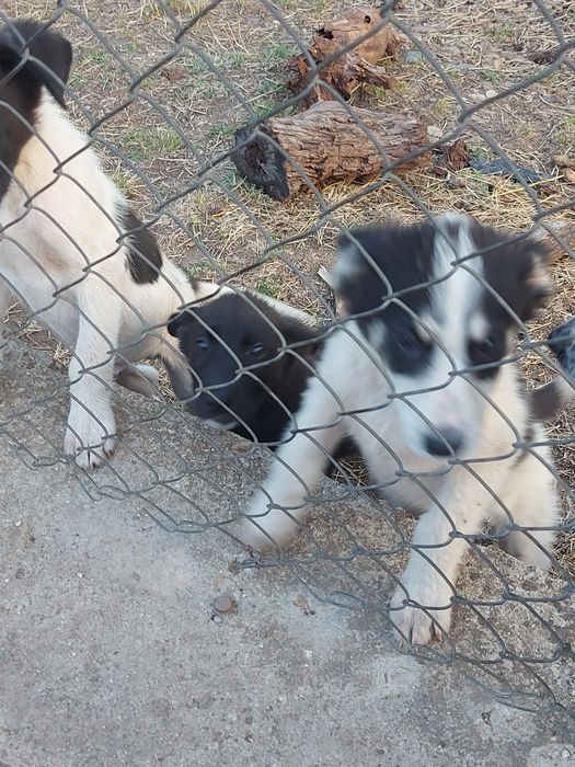 Подарявам кученца