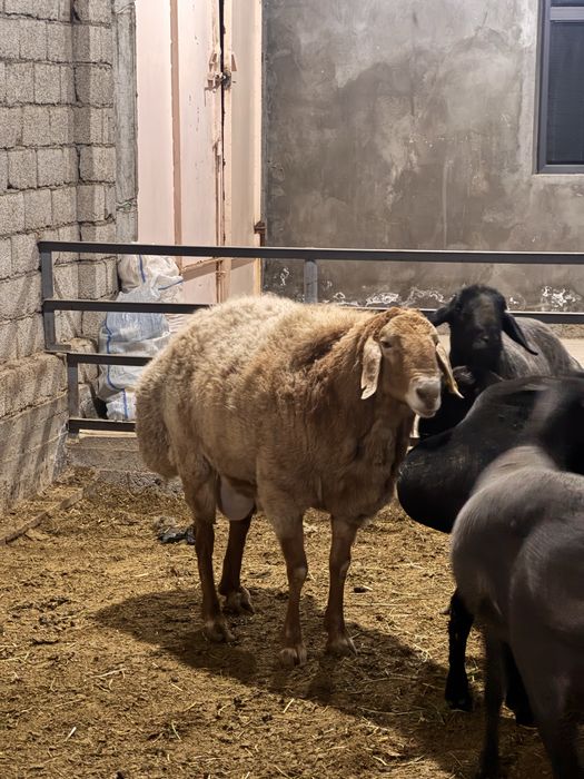 Qo’chqor,qo’y 17 Mln som