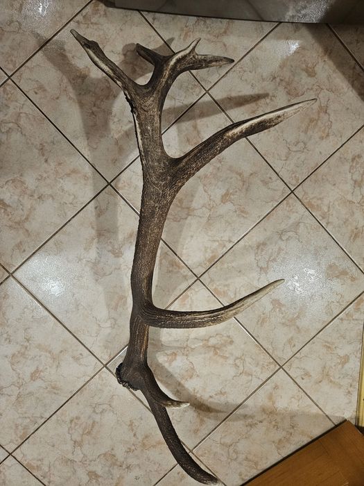 Trofeu Corn de cerb carpatin