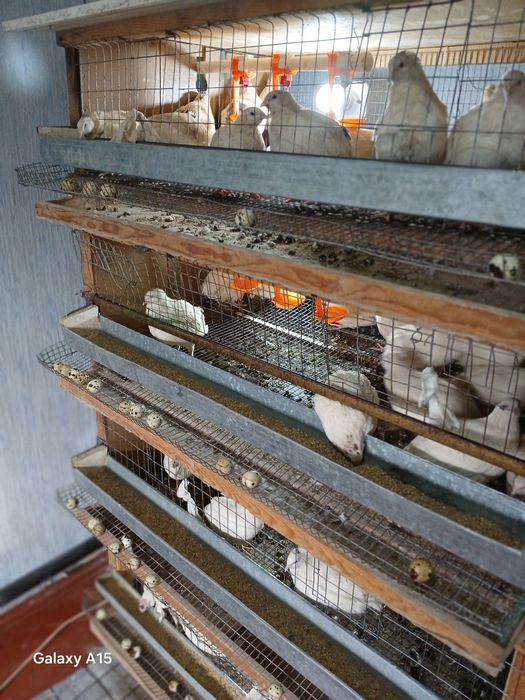 Beliy gigant bedana Inkubatsion tuxum va jo'jasiga zakaz olamiz