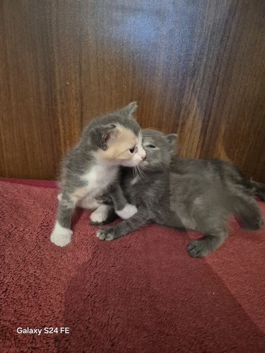 Сиамский мысықтың балдары