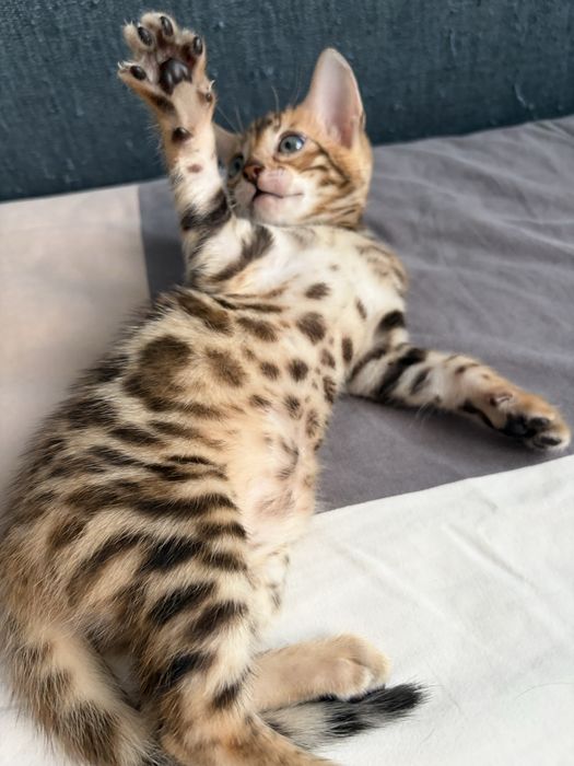 Două pisicuțe Bengal își caută noile familii!