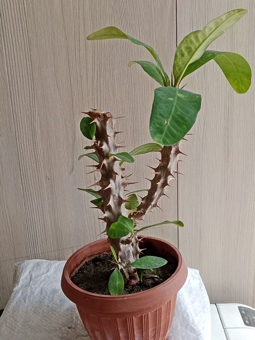 Комнатные растения