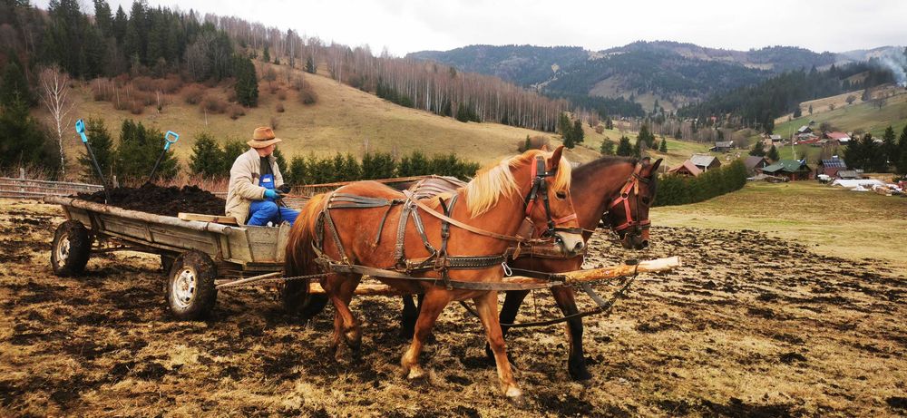 Mânz tânăr și energic