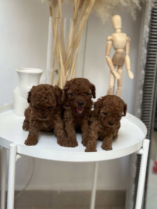 Пудел Той / той toy poodle