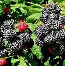 Малина Черно бижу