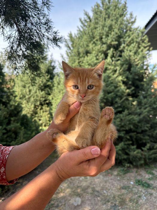 Отдам котят в добрые, заботливые руки.