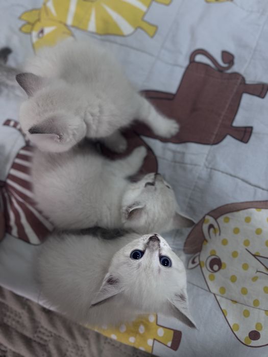 Отдам котят в добрые руки