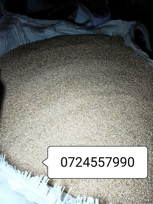 triticale de primavara pentru semănat