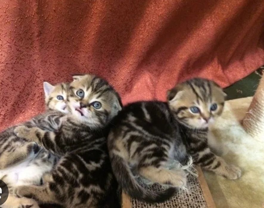Продаются котята шотландские